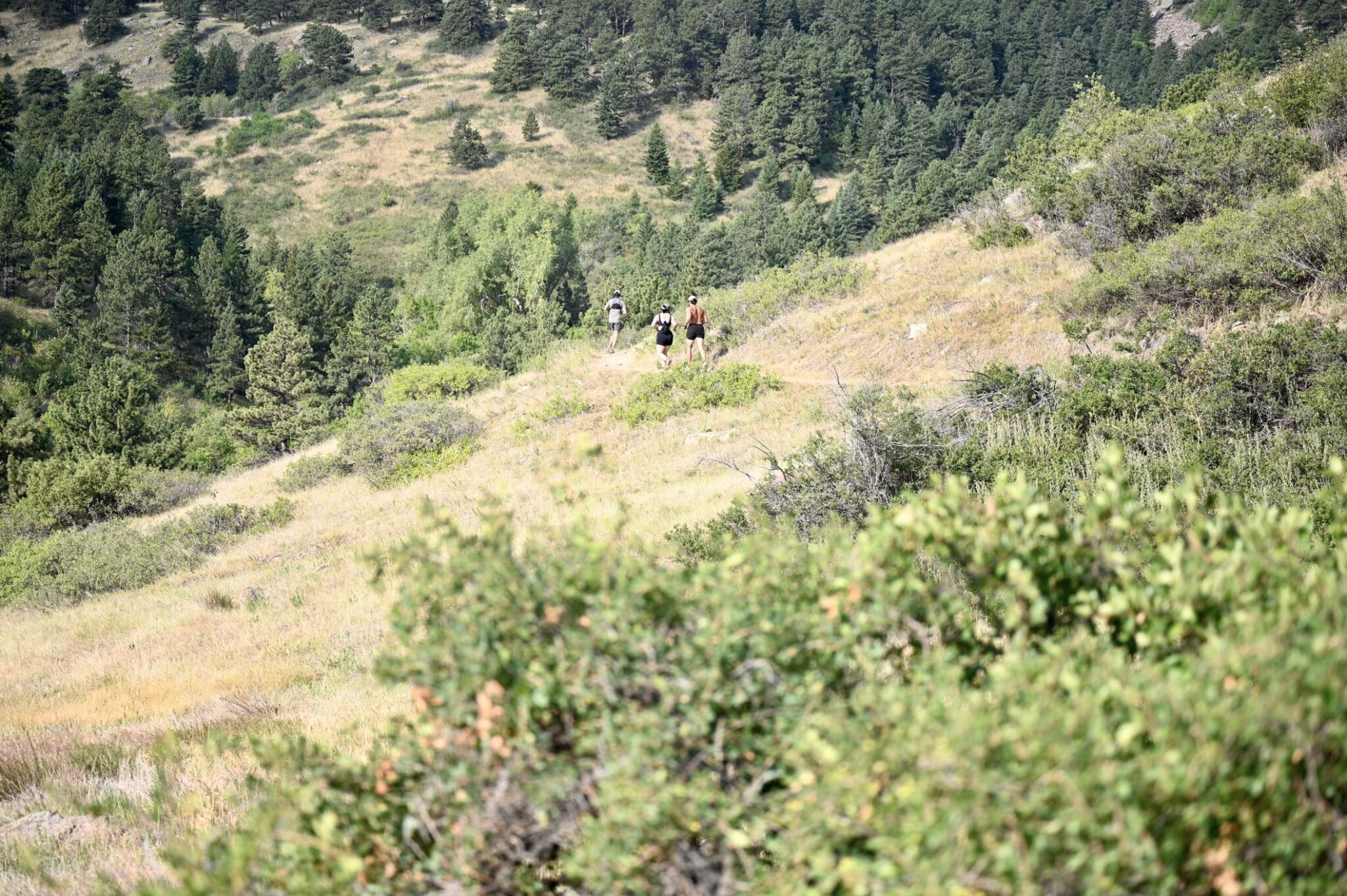 A wide hillside of dry grass and dark pines with three small figures running the trail along it