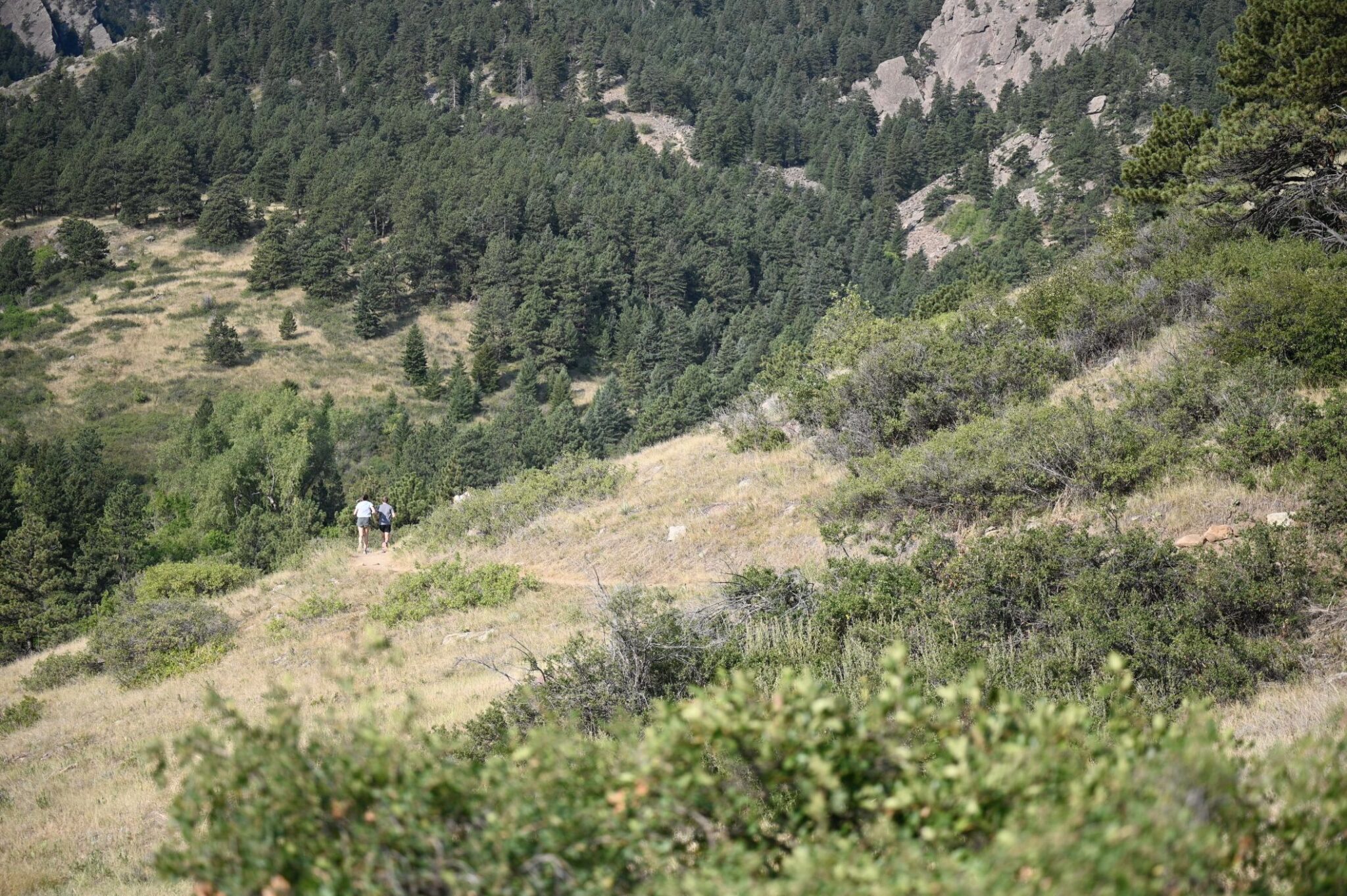 A dry grass hillside scattered with pines, a single runner small on the trail that crosses it